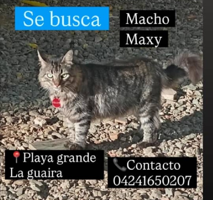 AliceeProAnimal's tweet photo. SE BUSCA MAXY‼️‼️
PERDIDO EN PLAYA GRANDE. LA GUAIRA.

0424-165-0207

DIFUNDE POR FAVOR 🐱🐱 https://t.co/46msGEXbRO