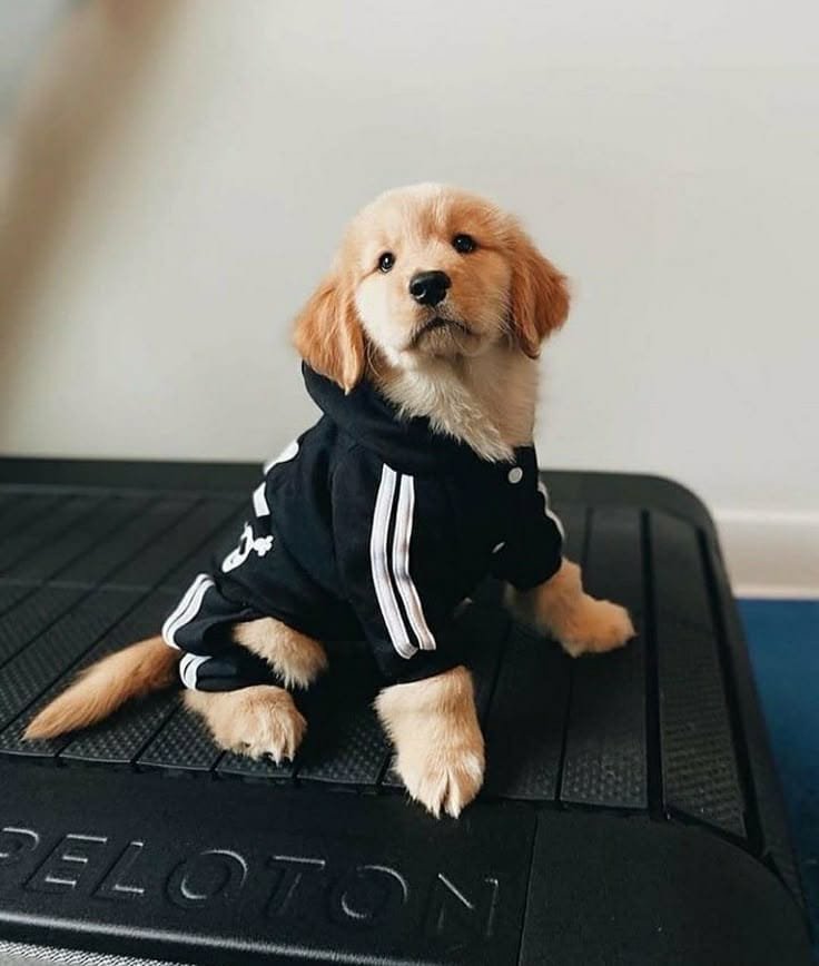 HeyMikima's tweet photo. Say hi to Leo or have a terrible July https://t.co/TMBs59j7rt