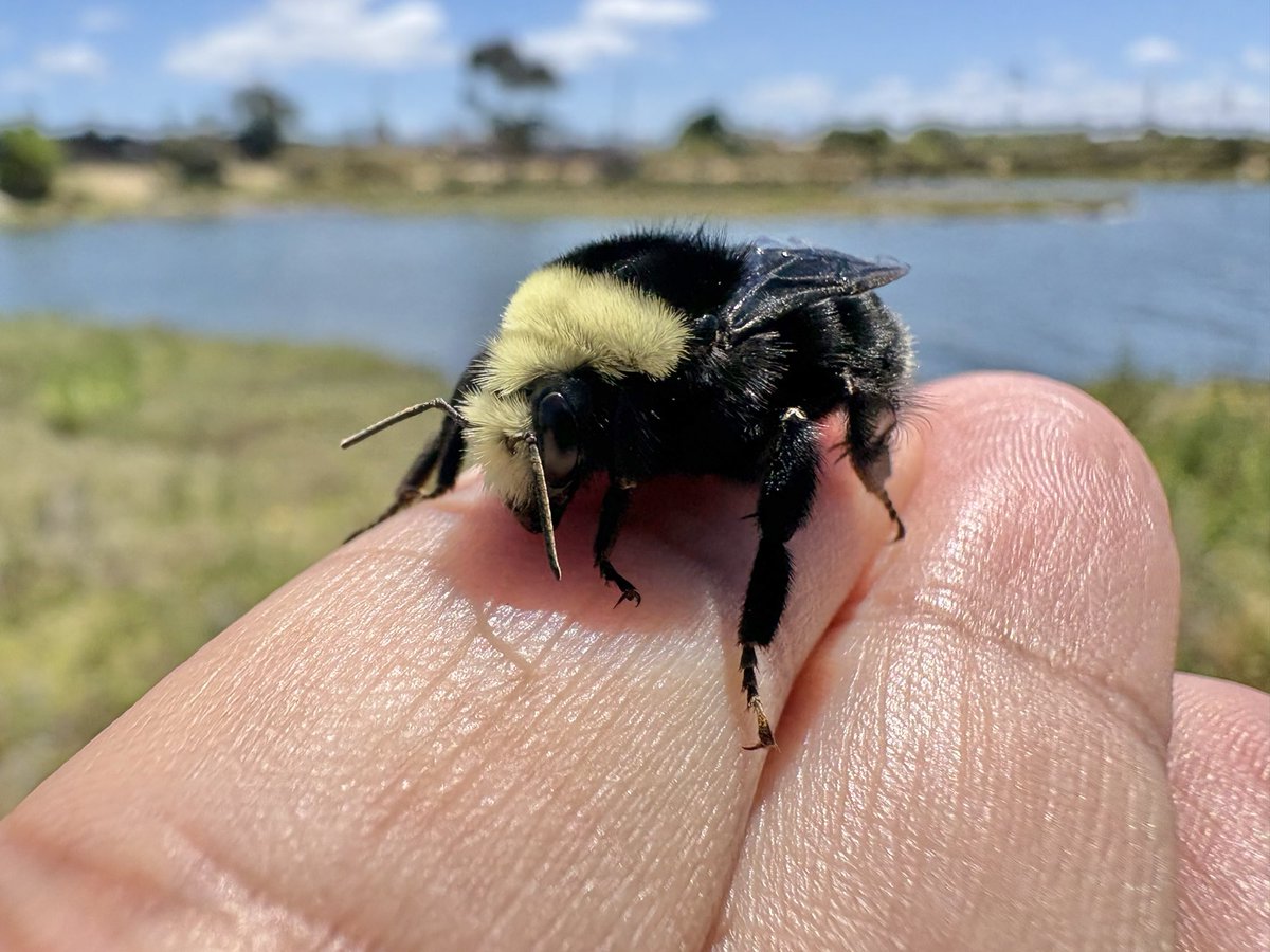 sfbaybees's tweet photo. Another reminder of how sm- Waaaait that’s not it. This Pyrobombus queen is a quality chonker. Also look at her perfect haircut. Clearly also still a youth. [Oakland, CA 6-27-26] #bees #bumblebees #nativebees https://t.co/g4apwN1tTk