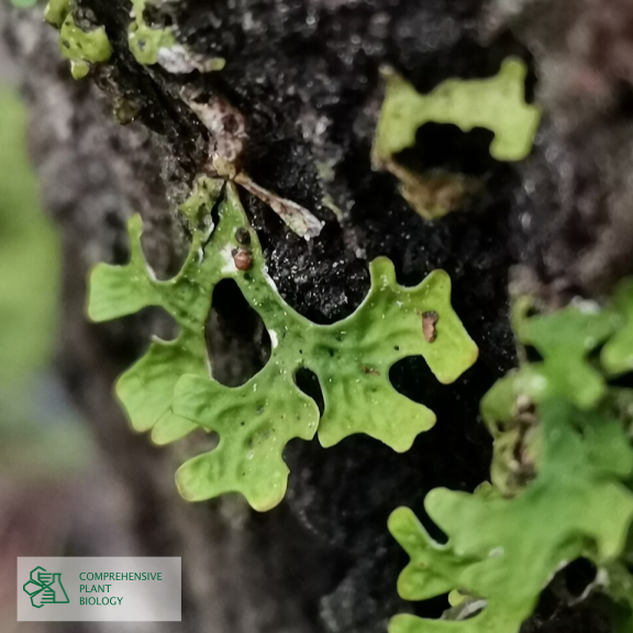 CompPlantBiol's tweet photo. Explore new records and noteworthy data of plants, algae and fungi in SE Europe like Lobaria pulmonaria https://t.co/disdUYtBOF   #botany #openaccess @BiologyFaculty https://t.co/3qWJznZ4wD
