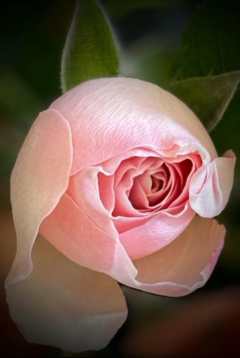 RogersenTh49909's tweet photo. Macro photography of a beautiful pink rose 🌹 https://t.co/g73GJt5RS4