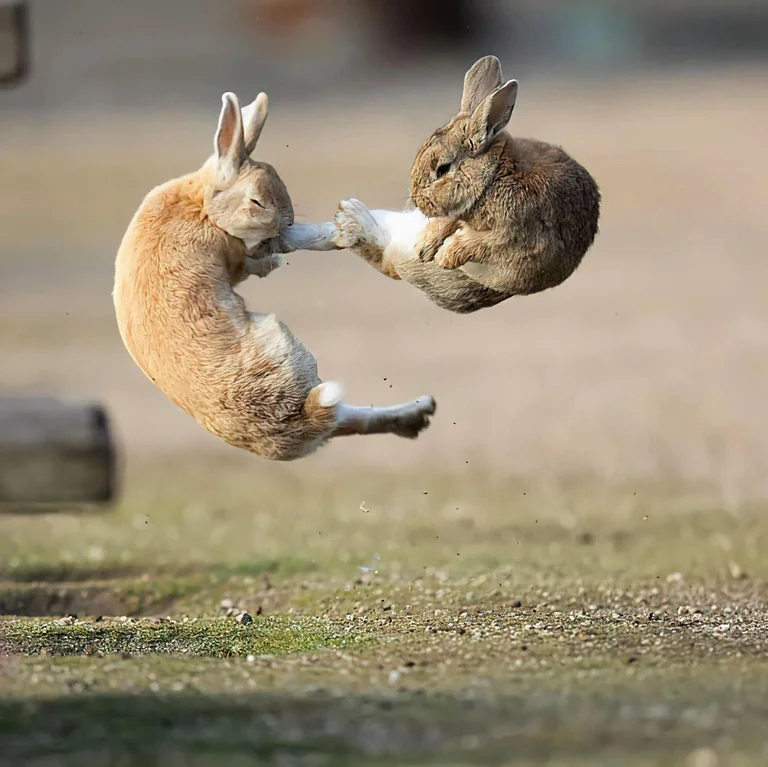 Rainmaker1973's tweet photo. Rabbits fighting mid-air in Japan 

[📹 Mora Nakamura] https://t.co/vR0NoTraJl