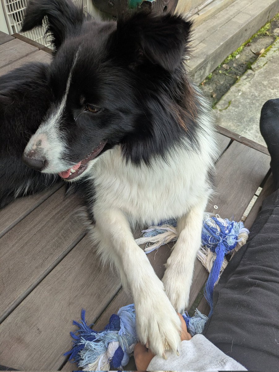 honjoh_'s tweet photo. 毎朝ここで遊ぶルーティンを覚えて、どこかいこうとしたら手を乗せてくる愛犬🐕️ https://t.co/daxzt6FNJu