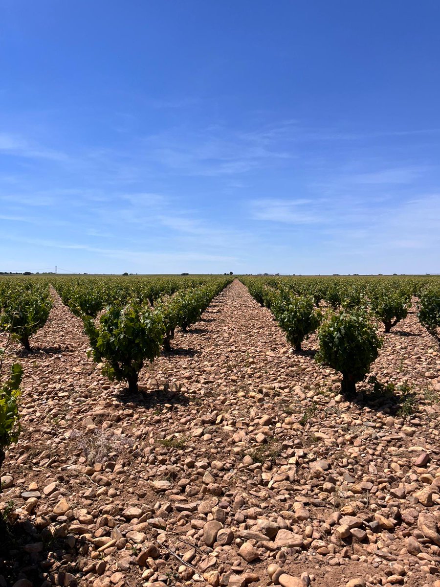 VinodeToro's tweet photo. La variedad de suelos con los que cuenta nuestra Denominación de Origen es muy amplia haciendo que la Tinta de Toro, variedad autóctona, se adapte a las condiciones del suelo en el que se encuentra, como en esta magnifica imagen. #DOToro 🥰👇🏼🍇 https://t.co/hX8NDJlZh7