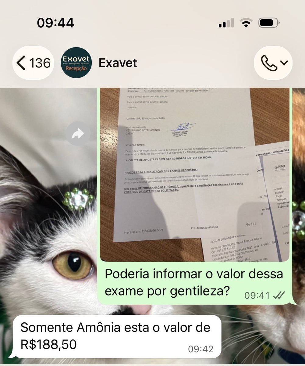 sonzapetsch's tweet photo. Titios só pra deixar registrado a compra da semana da Aurorinha (não consegui comprar a ração hepática que ela tava comendo mas comprei a indicada pela vet) - ela precisa fazer um exame de 188$ e ainda não conseguimos o valor 😢 toda ajuda importa 

🔑: auroracalvinha@gmail.com https://t.co/925oI8FLUM