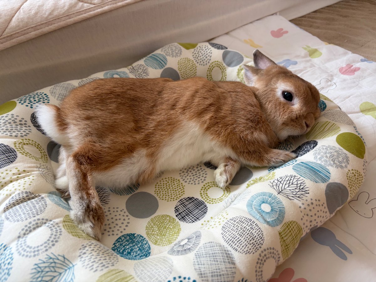 taxcptaf's tweet photo. お腹どうぞ🐽

#うさすいようび
#うさぎ
#ネザーランドドワーフ https://t.co/lyfd8y3LHI