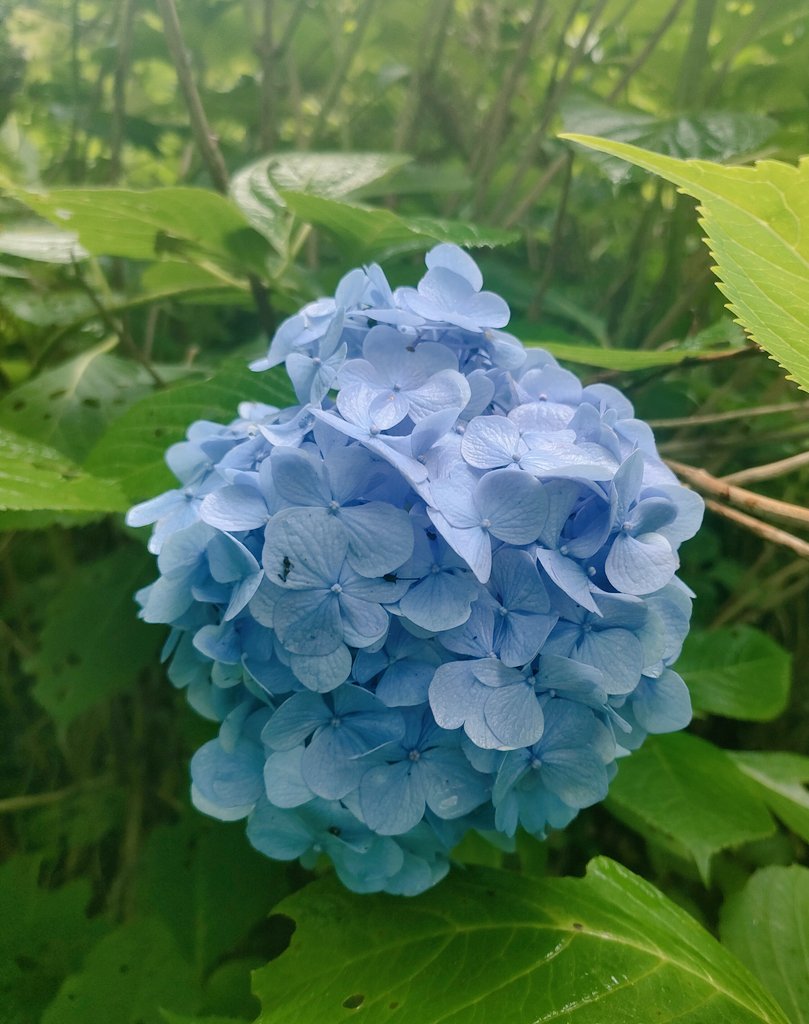 maki_wildflower's tweet photo. #議員定数削減法案に反対します 
#国旗損壊処罰法案に反対します 
#皇室典範改正案に反対します
#戦争に反対するお花畑の会 https://t.co/0TrrTqrAOV