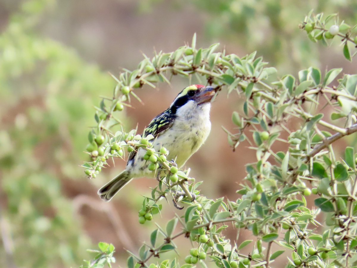 arrivedeh's tweet photo. A red-fronted barbet near Arusha Park, Tanzania. Only saw these birds once.
#BirdsSeenIn2026 #birdphotography #barbets #birdwatching #birding #Arusha #lifer https://t.co/SCY8S8Nyd0