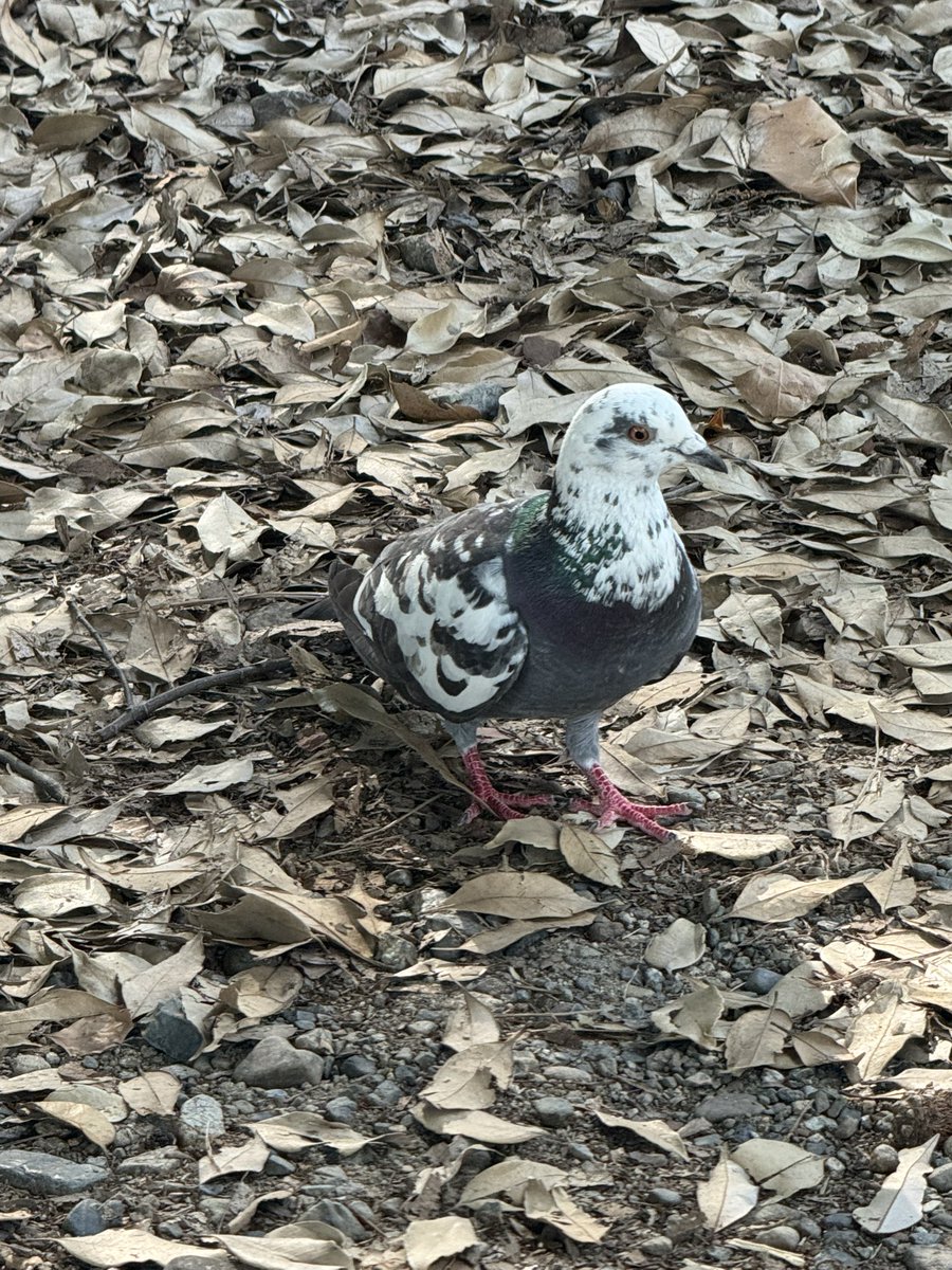 yomco's tweet photo. ちょっとでも暇になったら早退して公園に行ってたら暇じゃなくても公園行きたくなって困ってる。 https://t.co/7C2WFykY8e