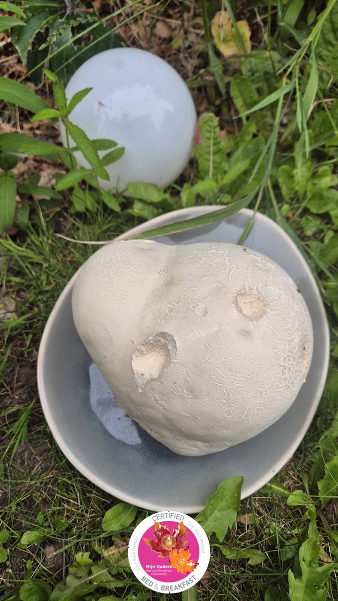 bbmijnouders's tweet photo. Flinke #paddestoelen zijn het. Soms zo groot als een voetbal. Het gaat hier om een reuzenbovist (Langermannia gigantea). De #paddestoel doet het goed met zon en veel vocht. Er zijn er zeker 2 gezien in #Creil  

Bijzondere paddestoelen. Ze komen niet van een andere planeet, maar je staat toch gek te kijken als je deze van dichtbij ziet.