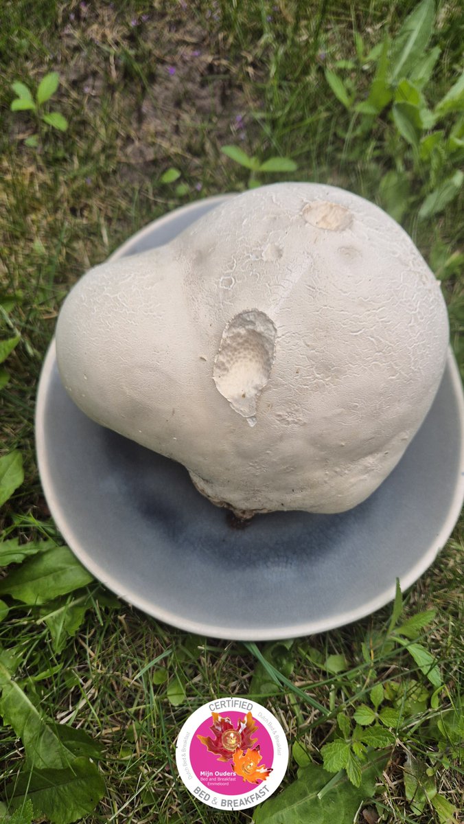 bbmijnouders's tweet photo. Flinke #paddestoelen zijn het. Soms zo groot als een voetbal. Het gaat hier om een reuzenbovist (Langermannia gigantea). De #paddestoel doet het goed met zon en veel vocht. Er zijn er zeker 2 gezien in #Creil  

Bijzondere paddestoelen. Ze komen niet van een andere planeet, maar je staat toch gek te kijken als je deze van dichtbij ziet.