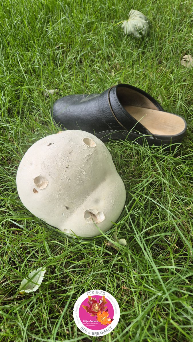 bbmijnouders's tweet photo. Flinke #paddestoelen zijn het. Soms zo groot als een voetbal. Het gaat hier om een reuzenbovist (Langermannia gigantea). De #paddestoel doet het goed met zon en veel vocht. Er zijn er zeker 2 gezien in #Creil  

Bijzondere paddestoelen. Ze komen niet van een andere planeet, maar je staat toch gek te kijken als je deze van dichtbij ziet.