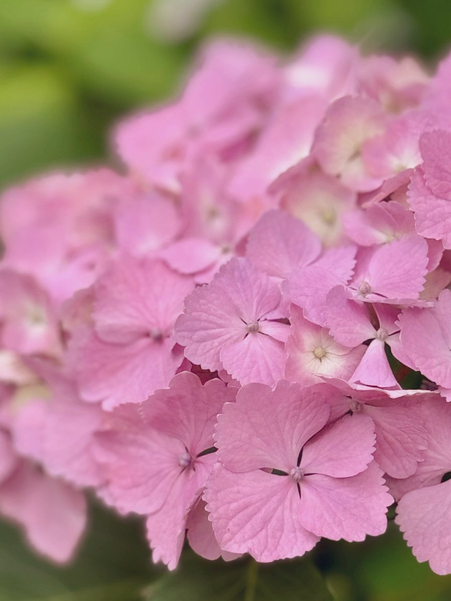 𖤘𖥧*‧🎀 *・ hydrangea ₚₕₒₜₒ ᵇᵞ ₚₐₙ𝒹ₐ♥️