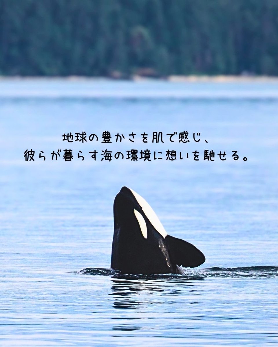 ICERC_Japan's tweet photo. ICERC Japanの精神を五感で感じる海洋クルーズの運行まで、あと1ヶ月！
知床・羅臼の海でイルカ・クジラと出会い、海を学ぶ特別な週末を🐋✨

現在の空席状況👇
7/25(土) あと8名様（残りわずか！）
7/26(日) あと 13名様（グループ予約も間に合います）

ご予約はプロフィールのリンクからお早めに！ https://t.co/z2Kv6nlCld