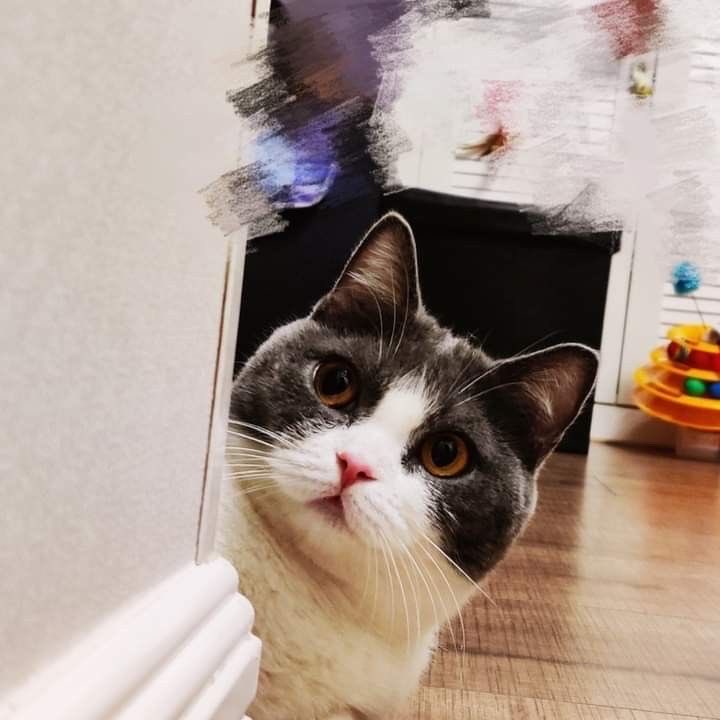ybaizhan's tweet photo. meowzhan and his daughter 🐈🐾 https://t.co/Dhc8xvQ6RI