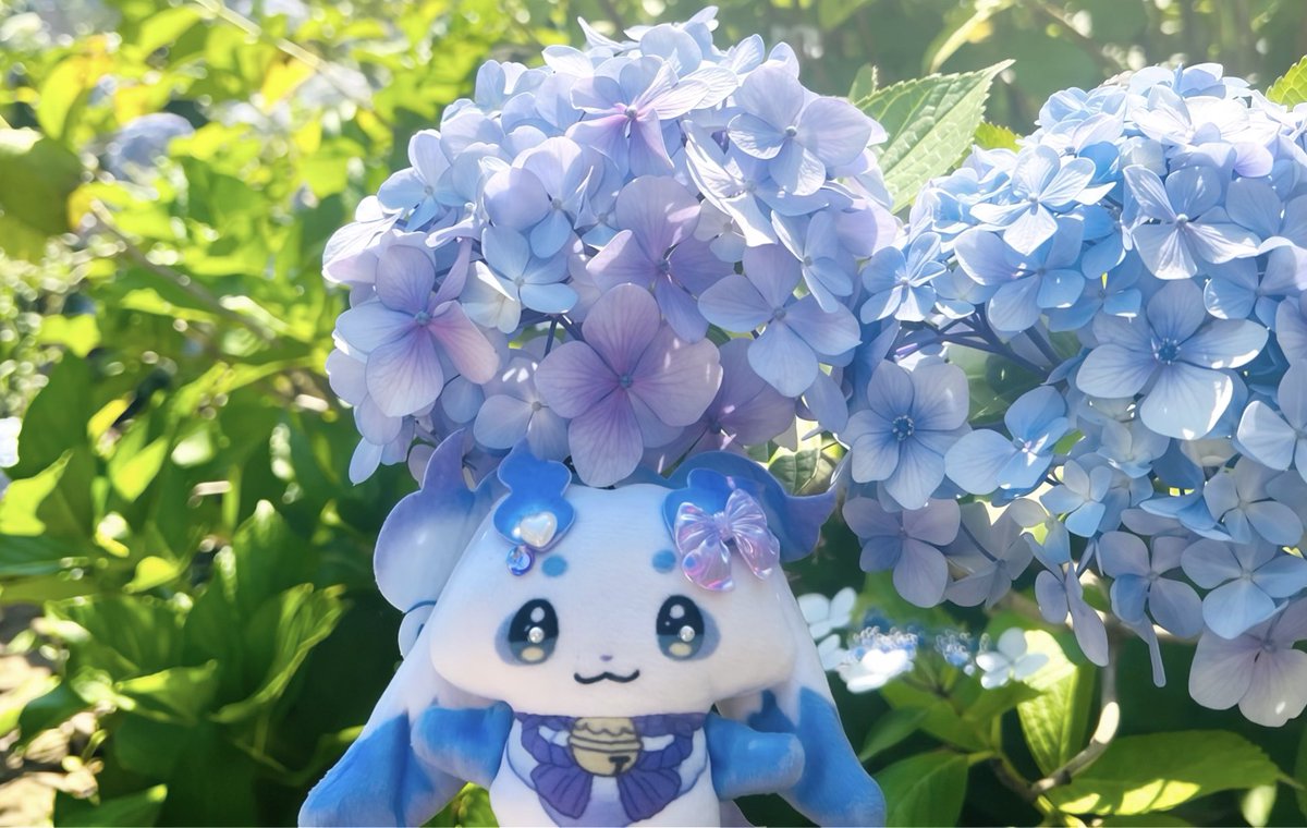 Aya186185's tweet photo. 6月最後の日ということで紫陽花とちょま💠🌿 
#見るんるん  
#ちょまと撮ったよ https://t.co/ERlaJUqKSk