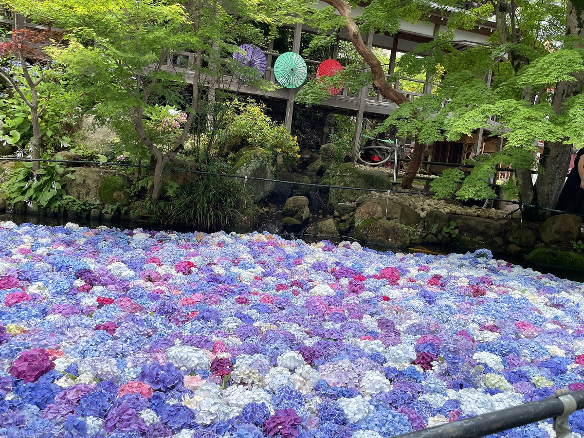 _Komichi_H_'s tweet photo. 雨引観音に行ってきた☔️

美しい紫陽花に溢れていて幸せでした https://t.co/MBeSfLTzAT