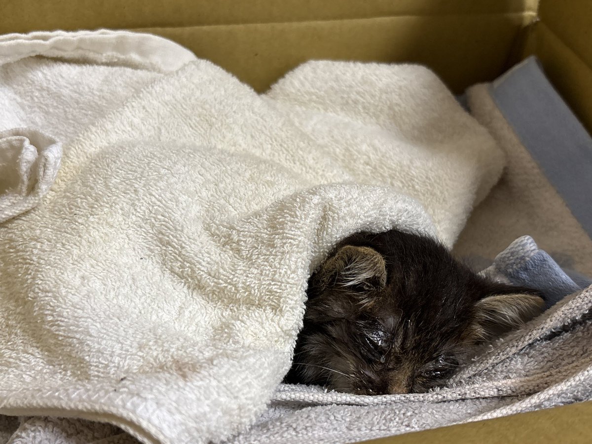 mattun_uni's tweet photo. 嫁が道端でうずくまる子猫を見かねて持って帰ってきた
交通量も多いところで、放っておくと轢かれるかカラスに襲われるかだったと思う

推定生後3週間くらいの男の子
急いで病院に連れてって輸液だの薬とかは貰った https://t.co/k3wOA8HWDD