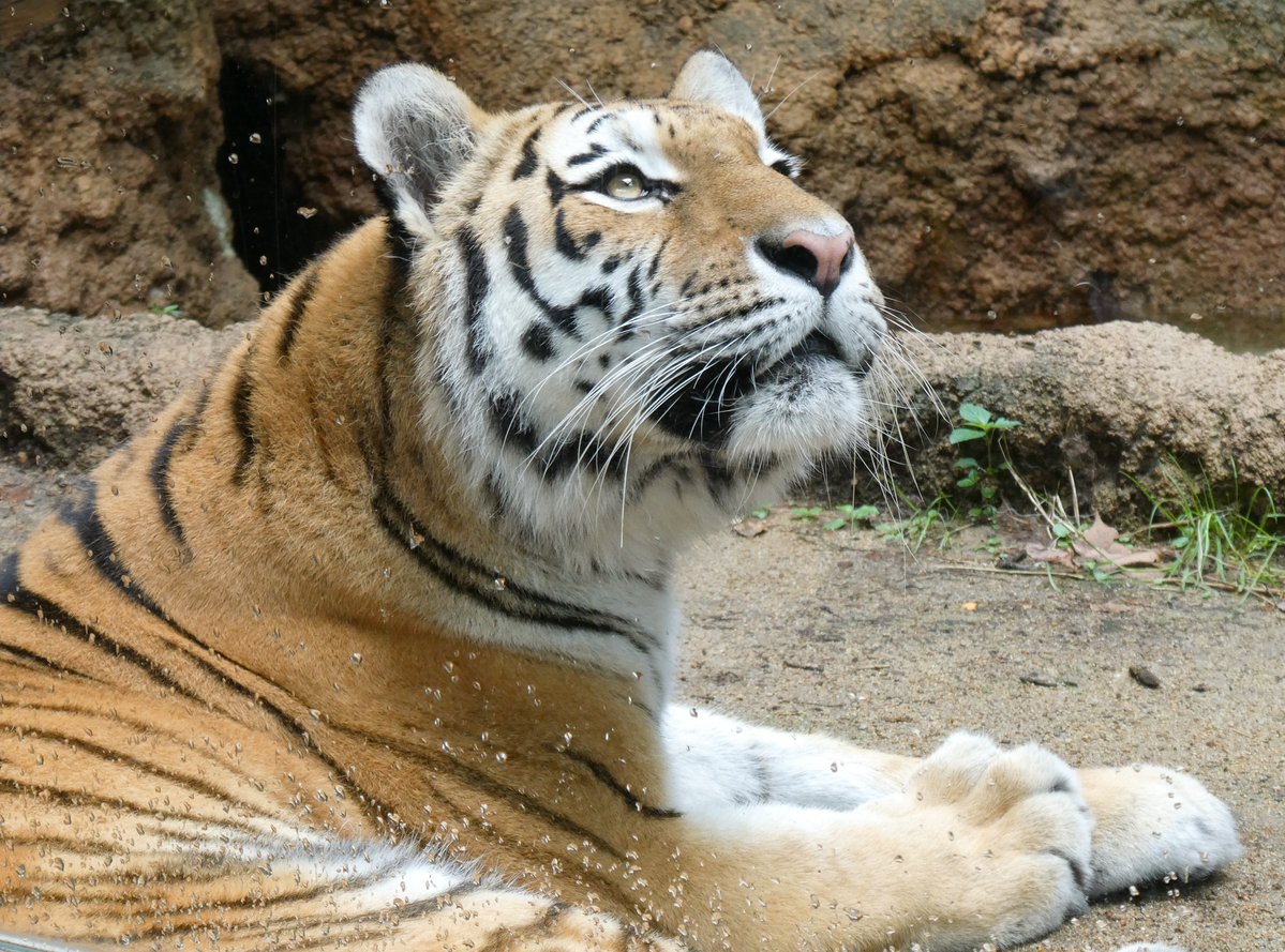 sako4ta's tweet photo. 日曜日のレーニャ🐯

上を見上げる姿が美しすぎた✨

雨上がりの水滴までもいい感じ🩷

#王子動物園 https://t.co/Yfy6etFa2P