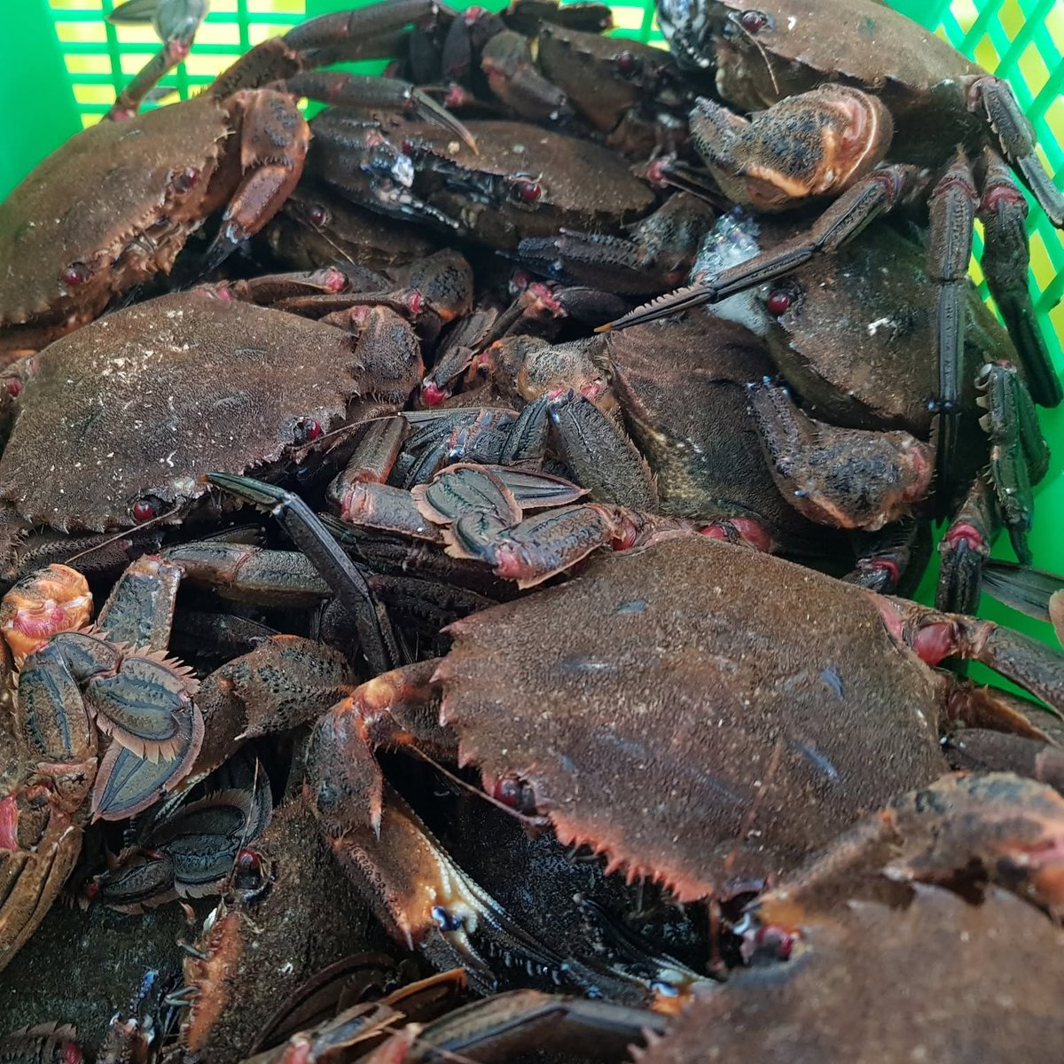deondesenon's tweet photo. Xa non te lembras do sabor da nécora galega? 🦀
Estabas desexando volver degustala? Temos boas novas! 💙
A campaña xa comezou e as primeiras nécoras están dispoñibles en peixerías e restaurantes.
Bo proveito!

#galiciasabeamar #pescaartesanal #pescalocal #buscaodistintivo #necora https://t.co/SLZ4sNaBK2