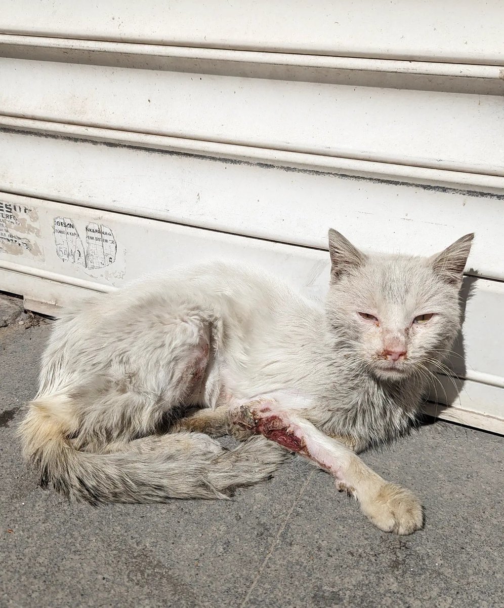 3y4a5w12347807's tweet photo. I asked the neighbors, is it a new cat? Everyone said yes, they also never saw him until yesterday. It's strange when an ill &amp; injured cat like this shows up out of nowhere. What is his story and how did he end up on a random street corner?

PAYPAL INBIO PLEASE DONATE SOMETHING. https://t.co/rlbpemWtyd