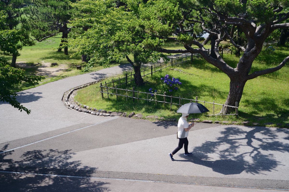oga_tv's tweet photo. 外回りの帰りに公園に立ち寄りカメラ片手に散歩。

明日から7月ですね。 https://t.co/wmMZJPbIXK