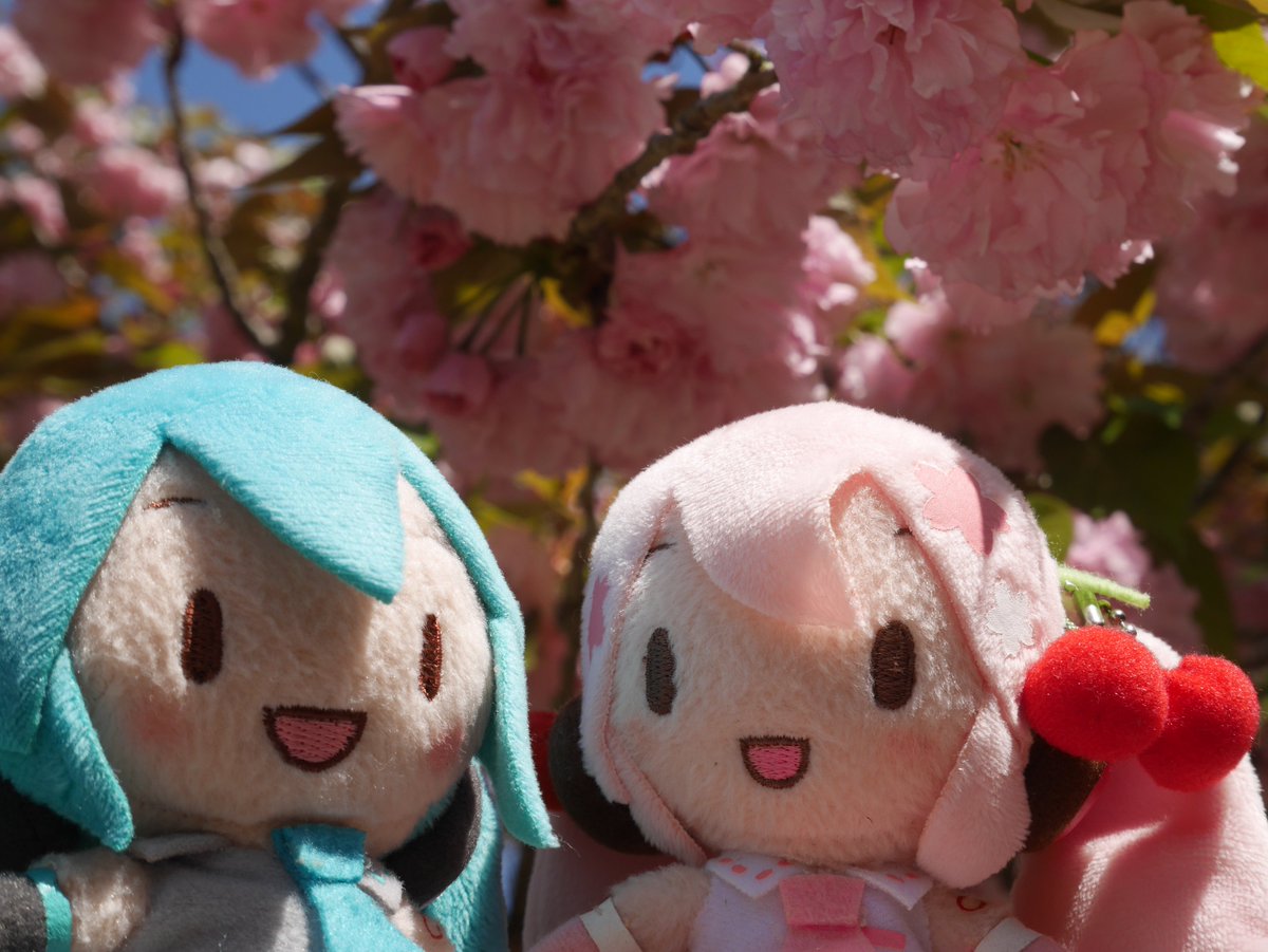 azumi_ju's tweet photo. #ぬいぐるみの時間
#深夜の初音ミク撮影60分一本勝負
6/30のお題【なかよし】「フライング」

この二人は仲良しなので、お出かけするとよく二人で撮影される💦

#みくさんぽ https://t.co/Obm0PjHG9S