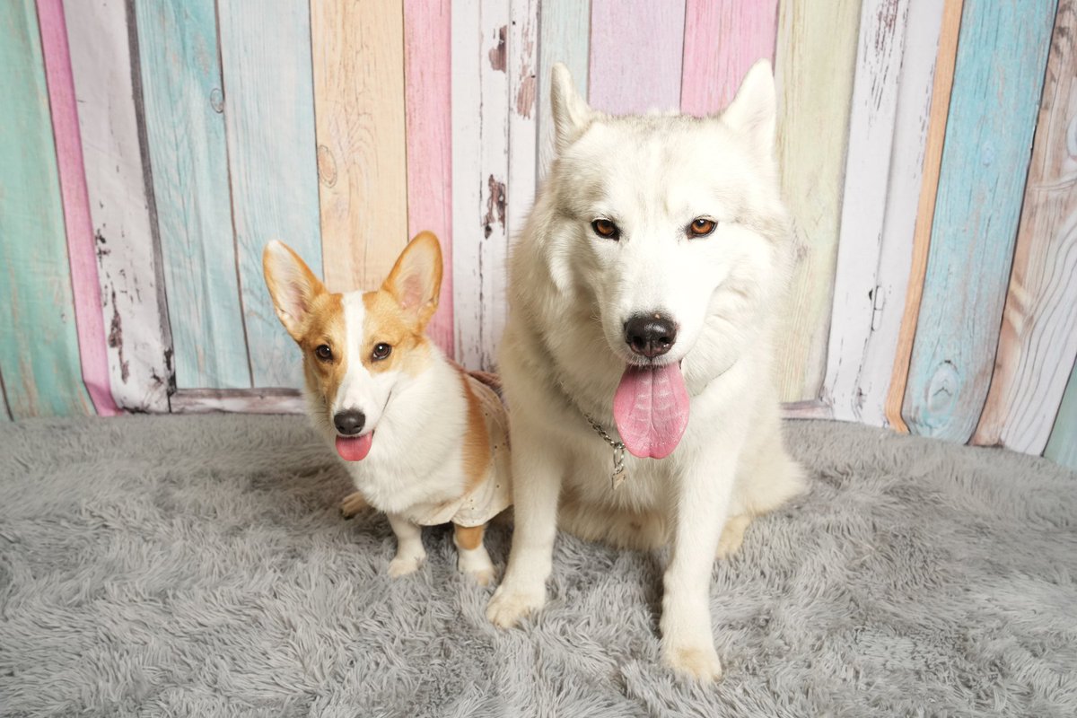 hinoe2006's tweet photo. こんなんも撮ってもらいました✨
(ノア🐕️＆ナツ🐺)

#フォトレコ
#フォトレコペット撮影会 https://t.co/JmmzOqrdHu