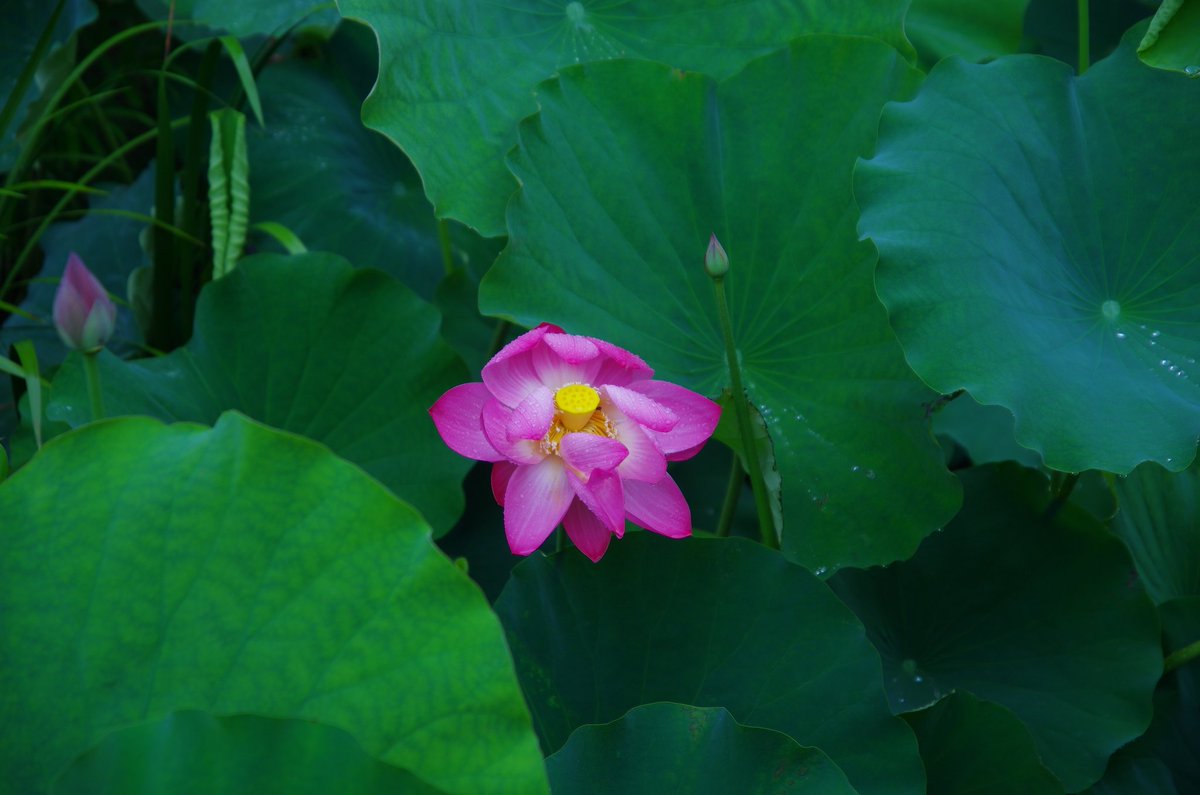 PonyanTAKA's tweet photo. 蓮の花🌸 https://t.co/8Is1dBOpL1