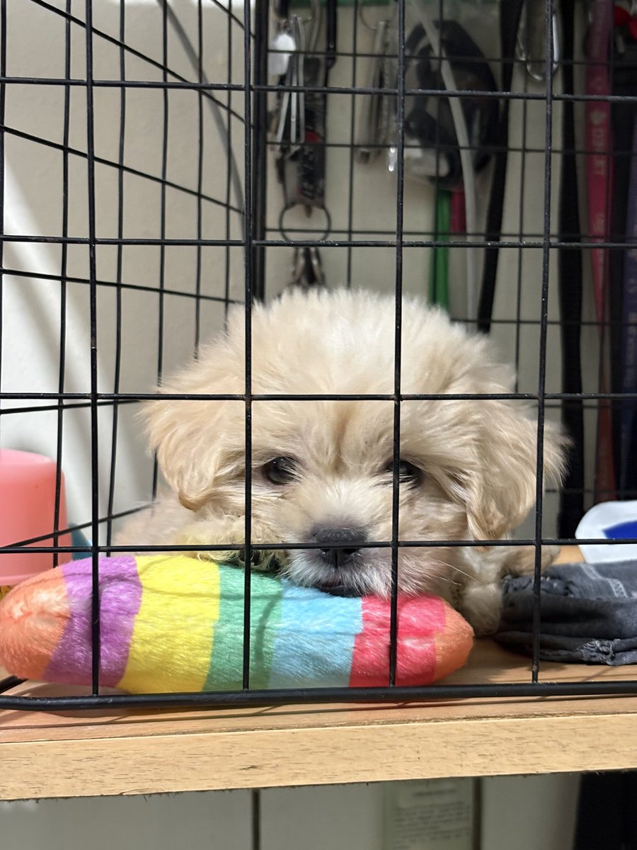mj_ogking's tweet photo. Run free my baby gurl, Blanca 🐾🌈🤍 https://t.co/li0Jxsau9U