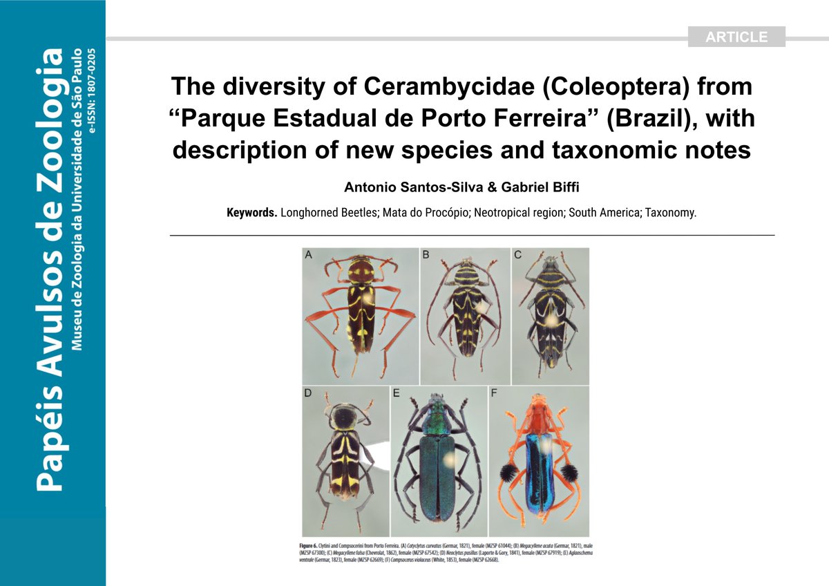 PAZ_journal's tweet photo. 🪲🌿 101 longhorn beetle species were recorded in the first comprehensive survey of Cerambycidae from Parque Estadual de Porto Ferreira, Brazil. The study also describes two new species, Eclipta migueli sp. nov. and Olivensa ferreirensis sp. nov.

🔗 DOI: https://t.co/zStootk6O9 https://t.co/1yUWQ7VPIy