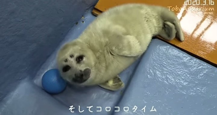 mossyseals's tweet photo. silly niko thats not a pillow!!! https://t.co/AoQKQKV5TA