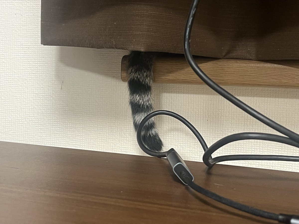 78___e's tweet photo. アライグマ発見🦝 https://t.co/gu1NBLzxSK