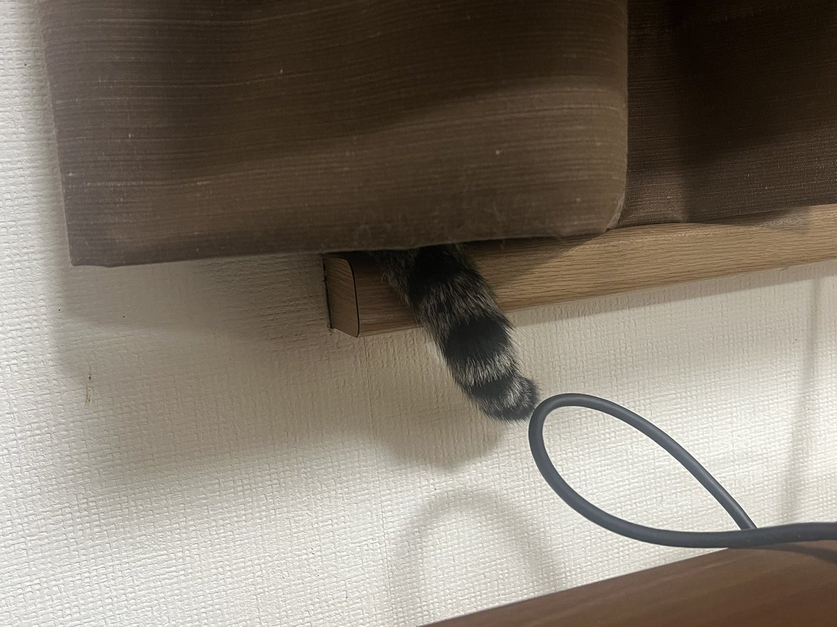 78___e's tweet photo. アライグマ発見🦝 https://t.co/gu1NBLzxSK