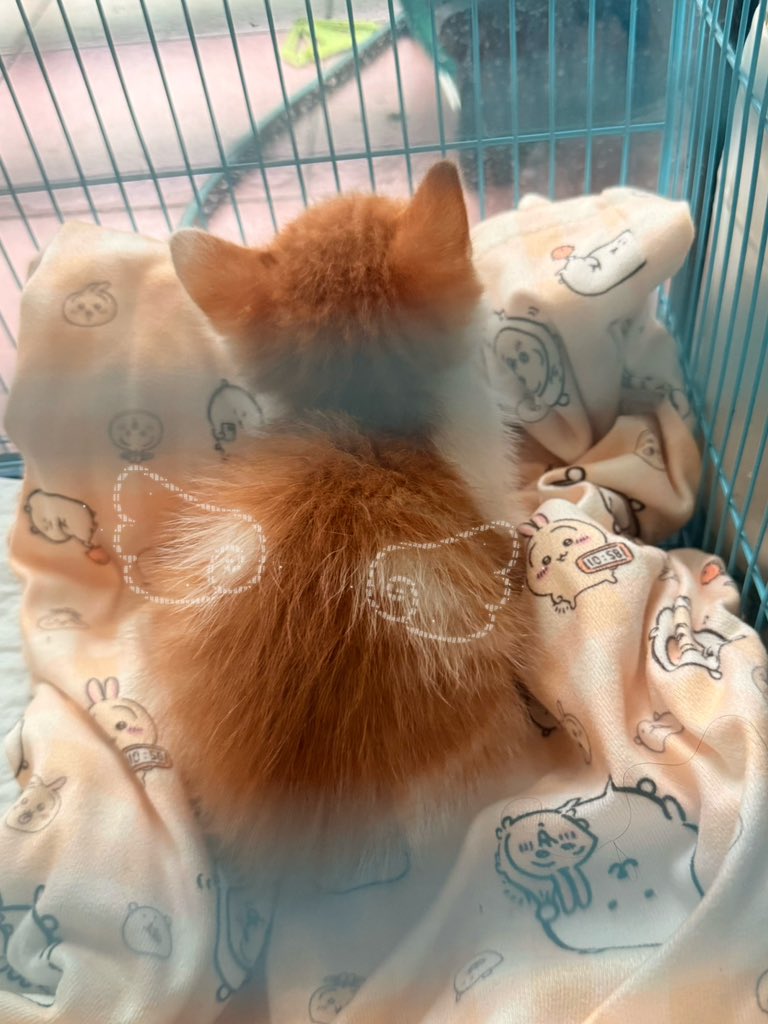 Kittenpurrssssp's tweet photo. 咪咪咪咪咪咪 https://t.co/JZ8xuqHWU3