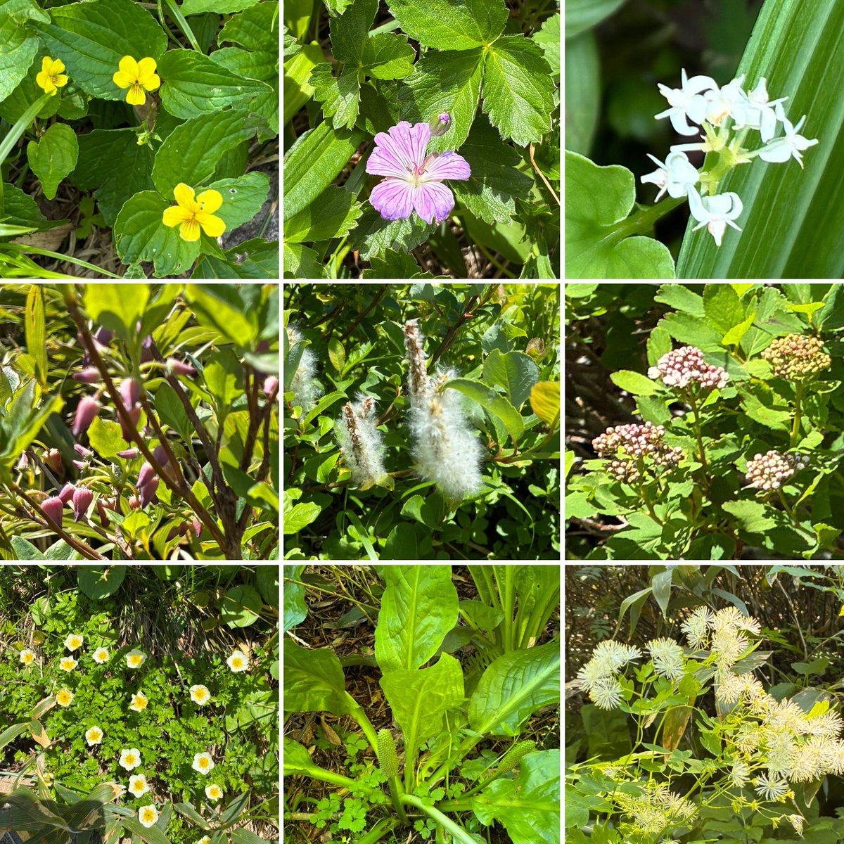 Columbo_atyey's tweet photo. 日曜日の山行
フォロワーさんの #秋田駒ヶ岳 ムーミン谷のお花ポストを見て、当日朝まで迷いましたが、初めて行く #焼石岳 を選択⛰️
こちらも高山植物の宝庫でした🌼
水の流れをBGMに歩く山道や雪渓、東北の山々を見渡せる眺望など、おそるべし #日本二百名山 ✨ https://t.co/0nHRCQvnml