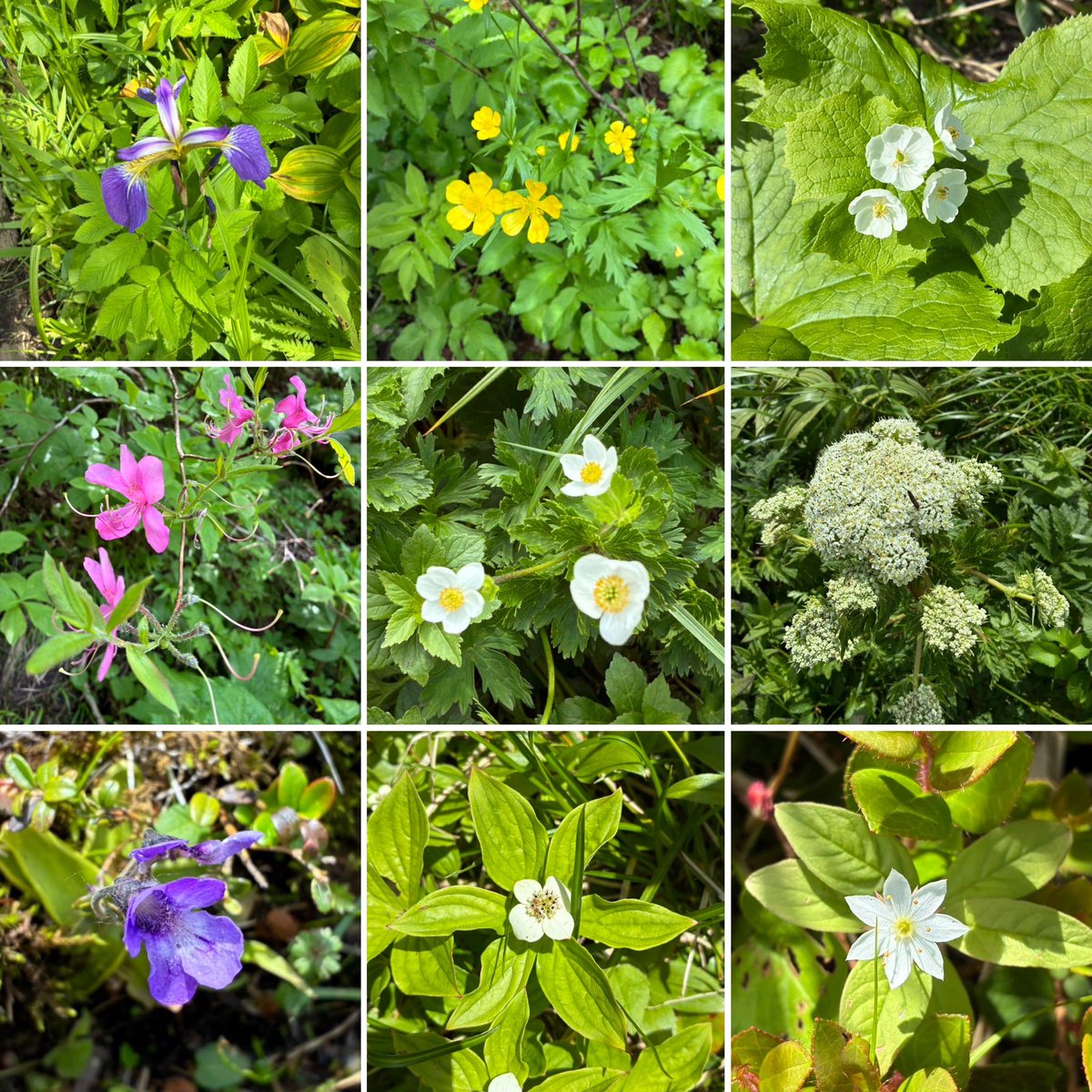 Columbo_atyey's tweet photo. 日曜日の山行
フォロワーさんの #秋田駒ヶ岳 ムーミン谷のお花ポストを見て、当日朝まで迷いましたが、初めて行く #焼石岳 を選択⛰️
こちらも高山植物の宝庫でした🌼
水の流れをBGMに歩く山道や雪渓、東北の山々を見渡せる眺望など、おそるべし #日本二百名山 ✨ https://t.co/0nHRCQvnml