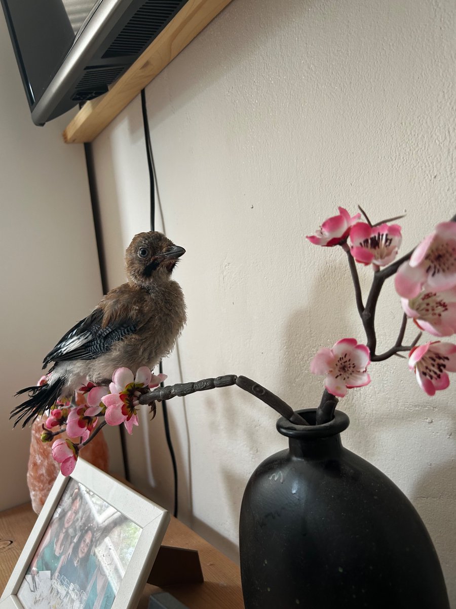anyma45's tweet photo. Se cree que es una pintura japonesa 🌸⛩️ https://t.co/b9wcNOG2LD
