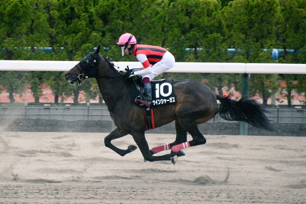 hato_8635's tweet photo. 6/28 函館10R 渡島特別 ダ1700m
ウインシャーガス×鮫島克駿騎手 https://t.co/EJJaav5XWc