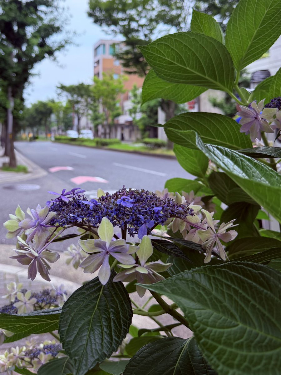 kyoto1986's tweet photo. 京の紫陽花
🍃💜🍃💜🍃
#京都紫陽花
#京の紫陽花
#白川通 https://t.co/zZxL6oM0xQ