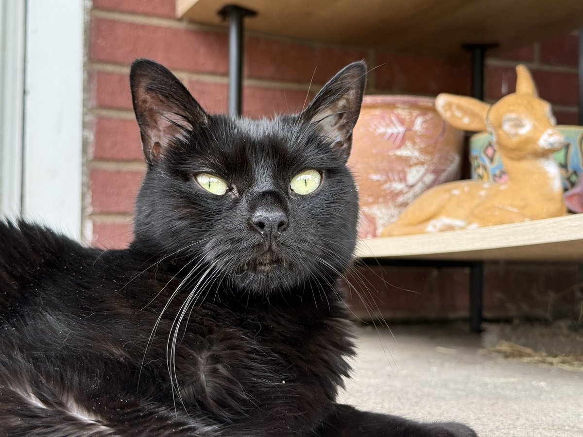 PikachuZodiac's tweet photo. https://t.co/f6NaqCUvRh
Recommendation for end of life care for your precious furbabies. https://t.co/tcWVTRxLpO