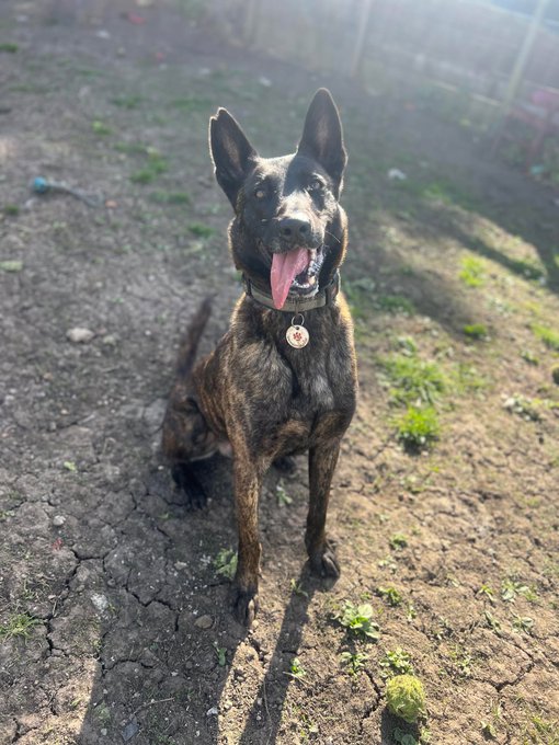 gsrescueelite's tweet photo. Ben is 4yrs old and he is a clever boy who is quick to learn. Ben can live with older kids and has ben ok with most large breed #dogs but will need a home with #Dutchherder exp
#germanshepherd #Essex
https://t.co/oJW0YCqRLi https://t.co/wHQvQeBCzc