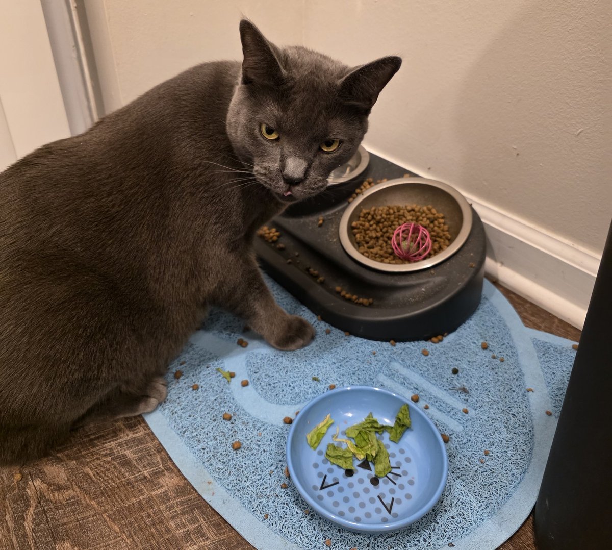 oddophelia's tweet photo. His new toy went RIGHT in the food bowl :3 https://t.co/Y5QdyFkEMi