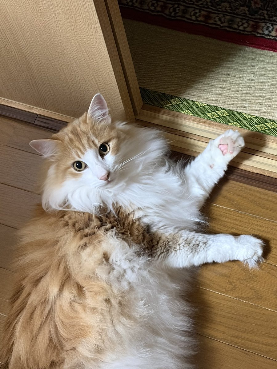 negyma's tweet photo. 夜のお手入れ？ https://t.co/cPzZ7xNMXQ