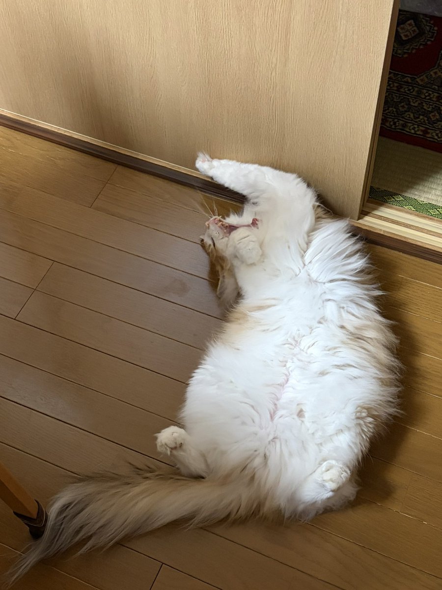 negyma's tweet photo. 夜のお手入れ？ https://t.co/cPzZ7xNMXQ
