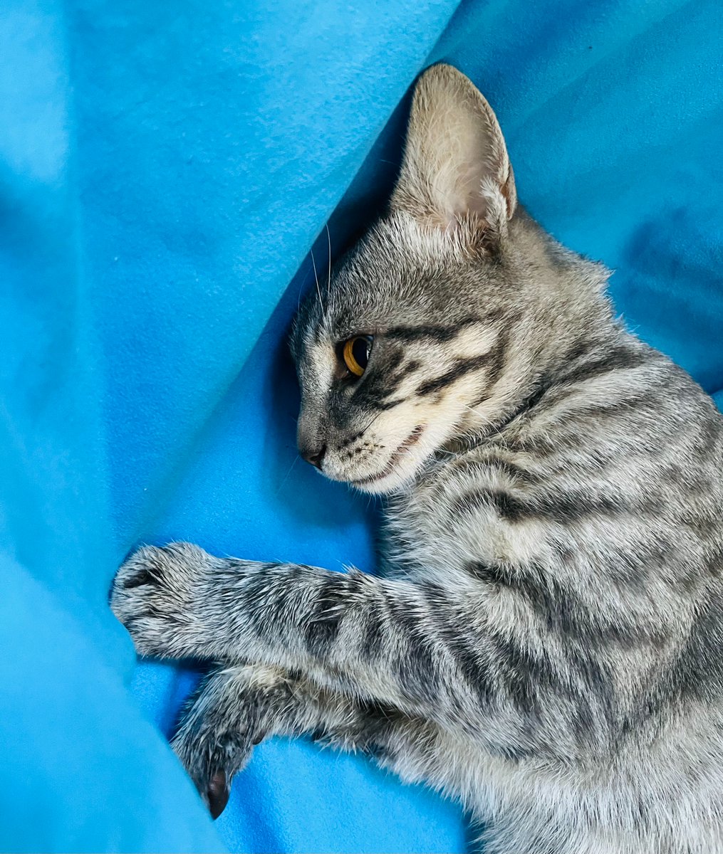 protivorechie's tweet photo. Кстати, еще никому не говорила, но я пристраиваю кота!

Смотрите, какой поросенок хороший (тут он отходит от ликвидации пиписьки)

Тбилиси (доступна доставка по миру), зовут Красавчик. Ищет людей с домом и двором/садом 🌳 https://t.co/DpqolU4rhi