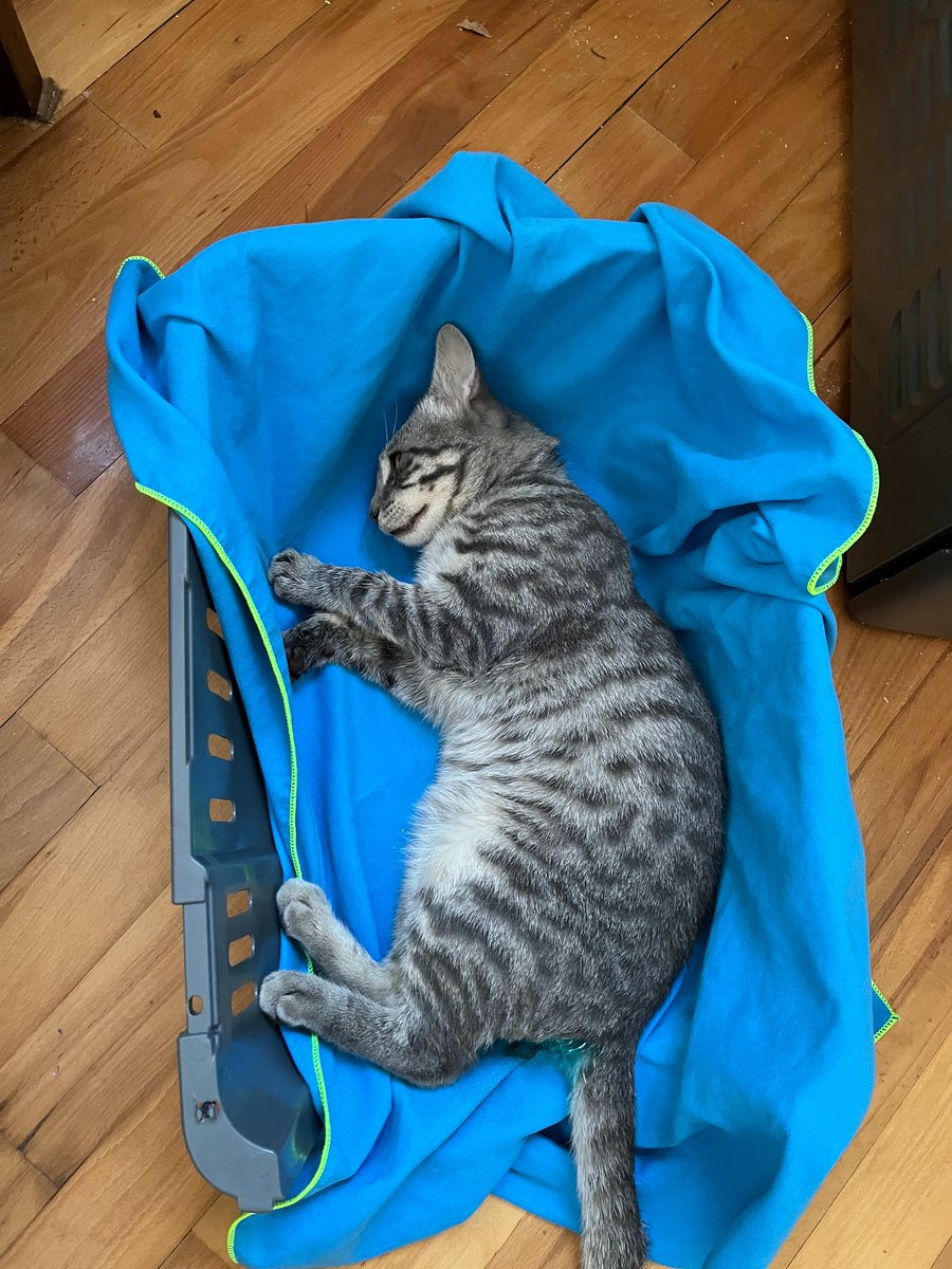 protivorechie's tweet photo. Кстати, еще никому не говорила, но я пристраиваю кота!

Смотрите, какой поросенок хороший (тут он отходит от ликвидации пиписьки)

Тбилиси (доступна доставка по миру), зовут Красавчик. Ищет людей с домом и двором/садом 🌳 https://t.co/DpqolU4rhi