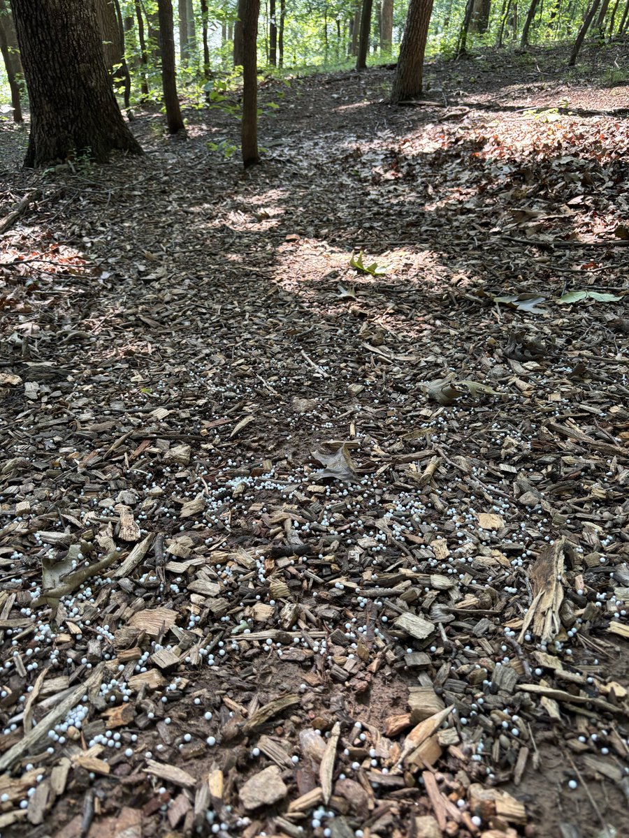 MagaJogger's tweet photo. @MontgomeryParks any idea white these little white balls that are all over the trail at Needwood are? Fertilizer, crabgrass preventer, tick killer, etc.? Thanks! https://t.co/u3XYjgWK8x