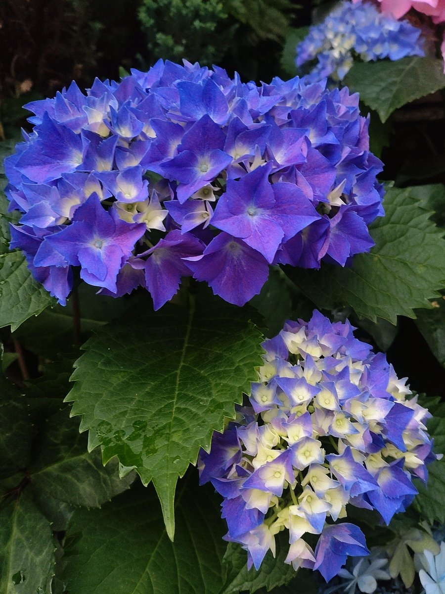 pine_bell tweet picture