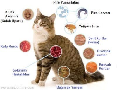 mgdgn68's tweet photo. @queenpw1 Bir tane gelişmiş ulke yok fareler yüzünden ölen saldırıya uğrayan insanların olduğu. Örnek verdiğiniz Arjantinde başıboş köpekler kemirgenlere engel olamamış. Yılan güzel fikir.😎 Başıboş kopege kediye gerek yok.
Sonuçta onlar da zoonoz hastalık yayıyor. https://t.co/3lOLiuS7bp